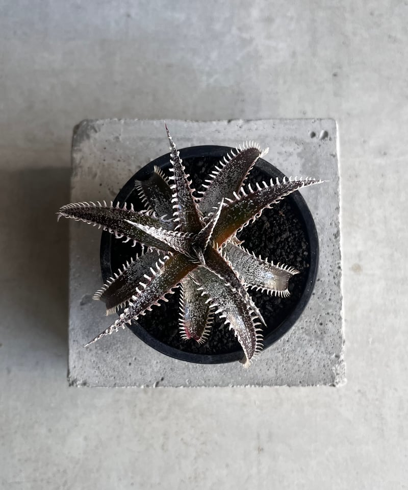 ディッキア ハイブリッド 「Dyckia hybrid」43Z | SHOUCHIKUEN