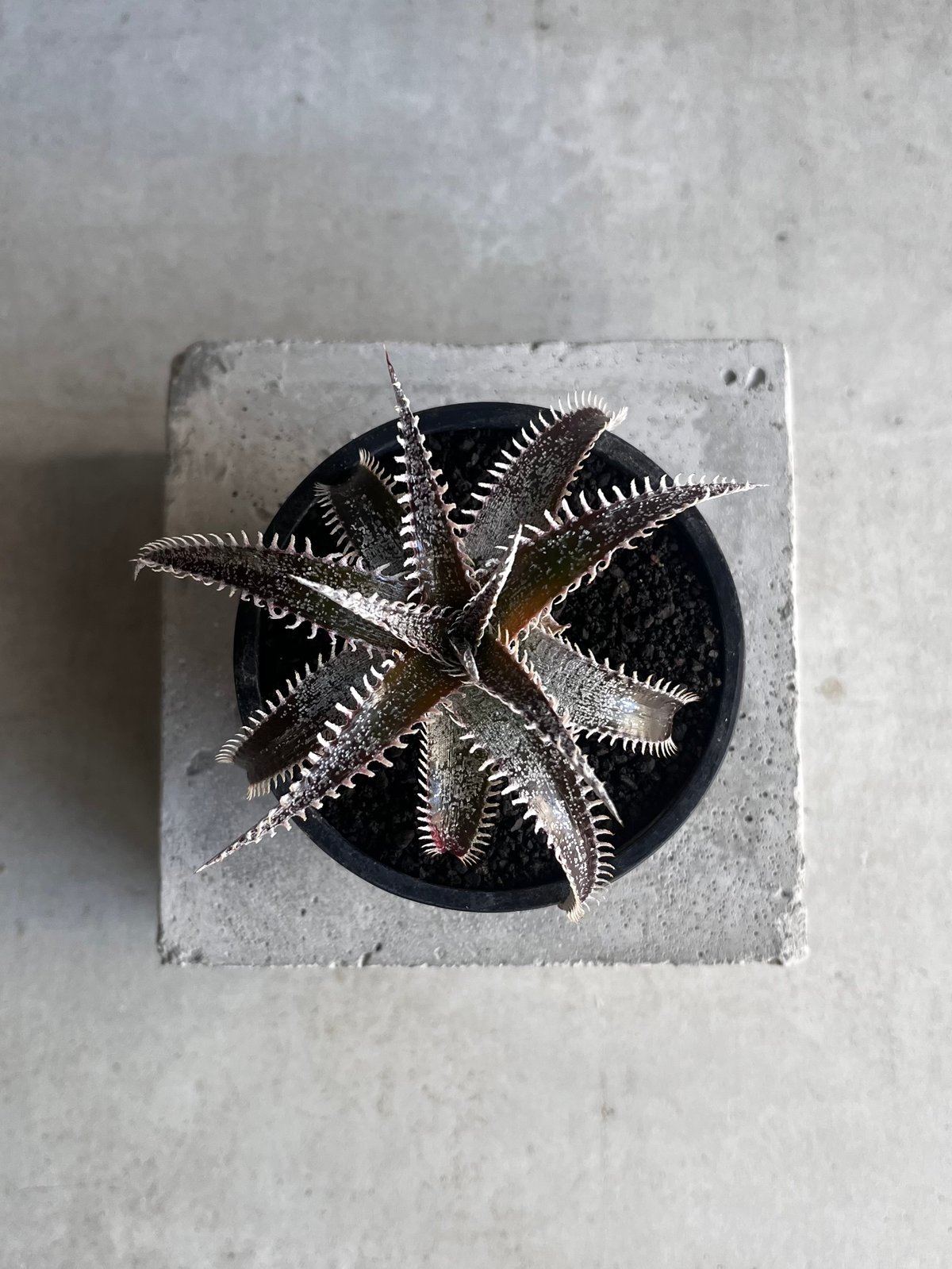 DBディッキア Dyckia beateae hybrid #227 ⑴ ディッキア・ベアテアエ：Dyckia beateae | Dyckia Maniax