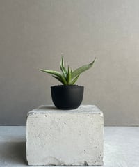 ドリナリア クエルシフォリア + ハンギングポット 「Drynaria