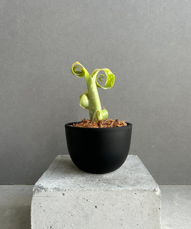 ビルベルギア レプトポーダ 「Billbergia leptopoda」70F | SHOUC
