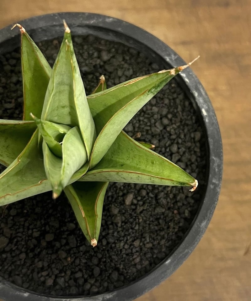 サンセベリア サイクロン 「Sansevieria Cyclone (from Unyama