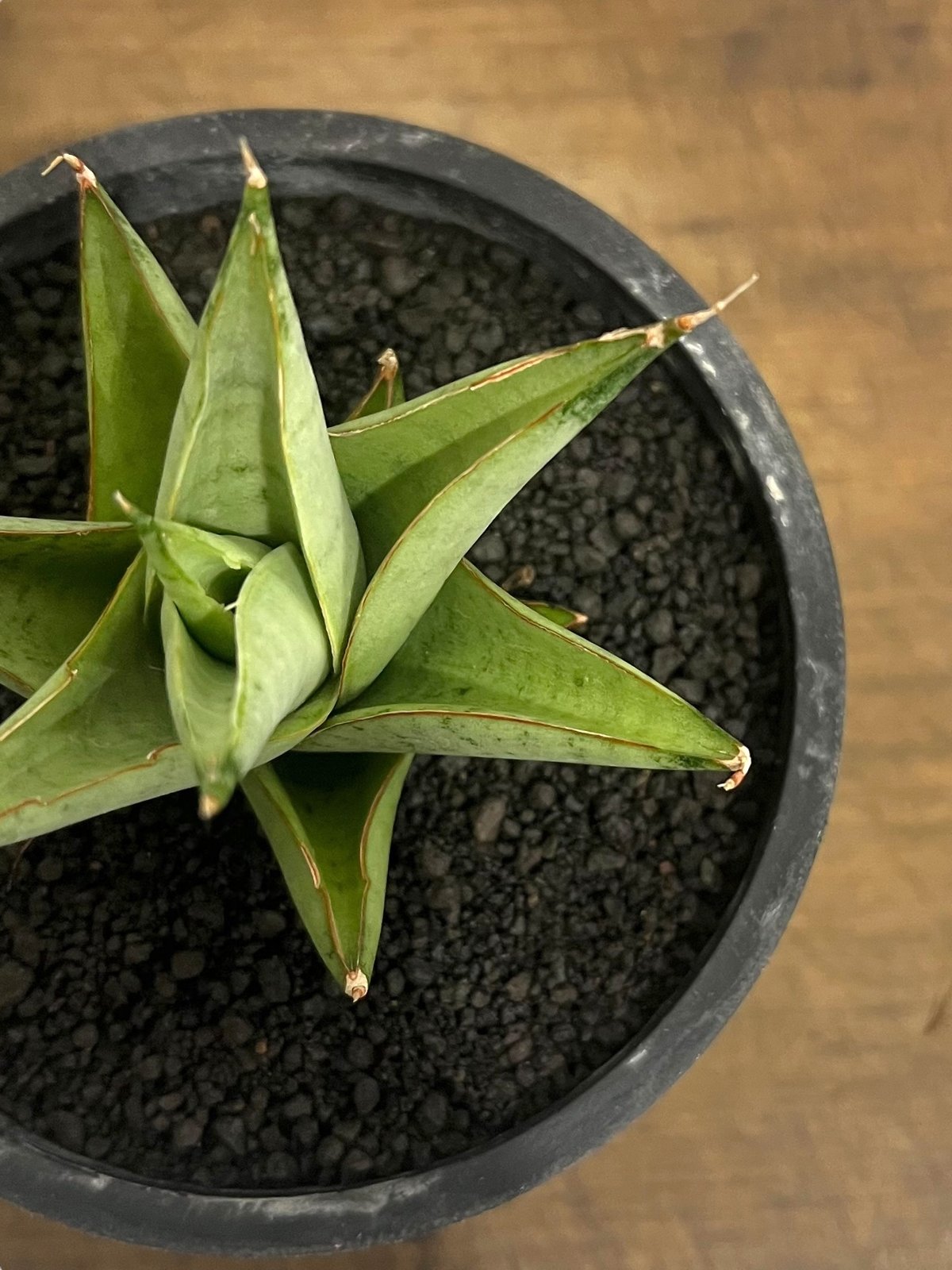 EMP サンセベリア saigon サイゴン / SA353 EMP サンセベリア saigon サイゴン / SA353