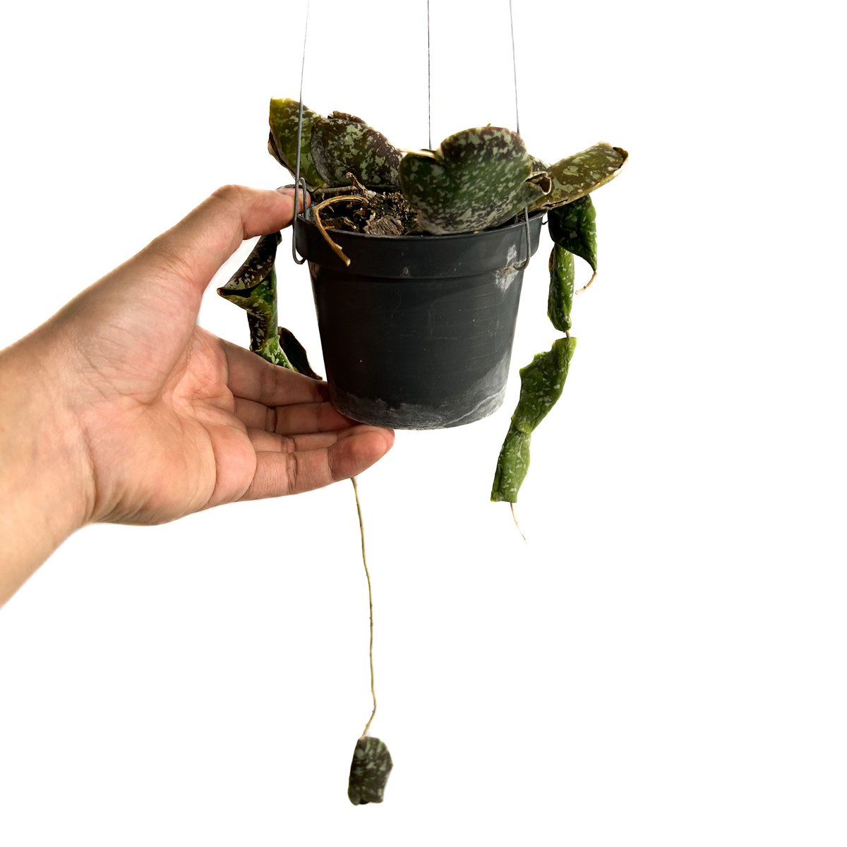 観葉植物ホヤ　インブリカータ 超ロング Hoya Imbricata ホヤ インブリカータ ホヤ植物 ホヤの花 観葉