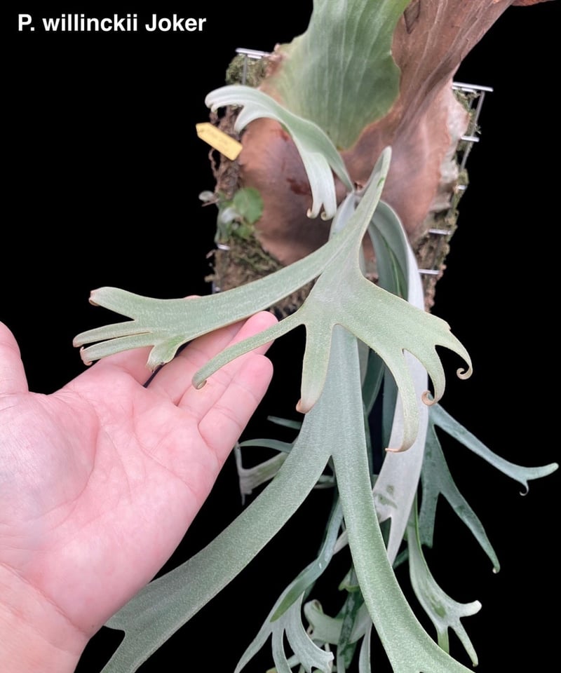 P.willinckii cv. Celso Tatsuta セルソタツタ