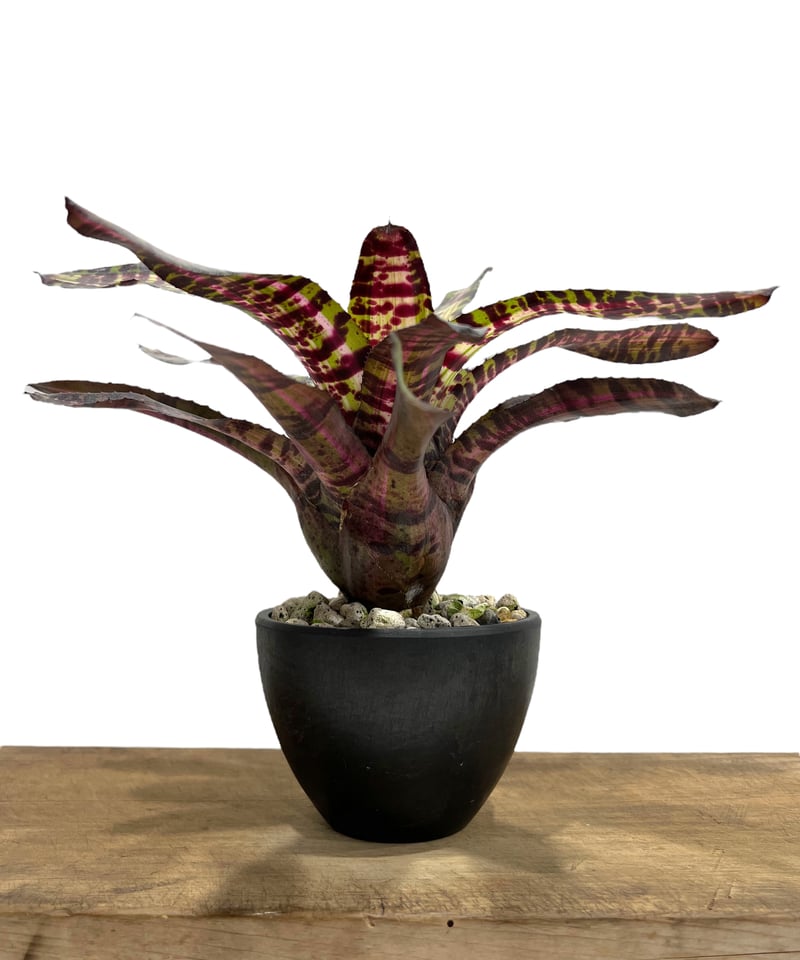 ネオレゲリア　ウィルソニアナ　ブラックフォーム　希少種 ネオレゲリア ウィルソニアナ ブラックフォーム 希少種