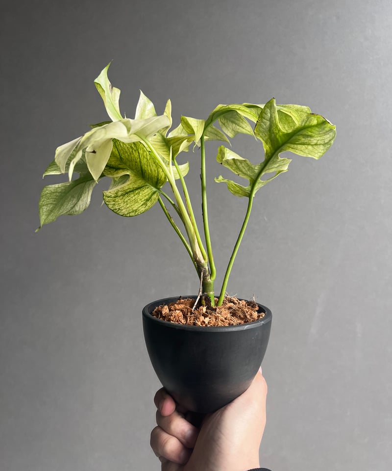 ラフィドフォラ ジニー ホワイト モンスター 「Rhaphidophora Ginny Whi