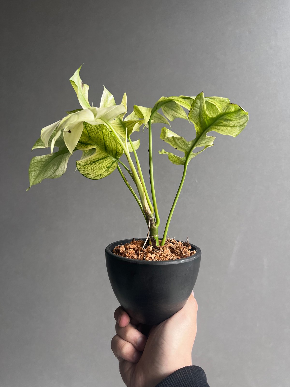 ラフィドフォラ ジニー ホワイト モンスター 「Rhaphidophora Ginny Whi