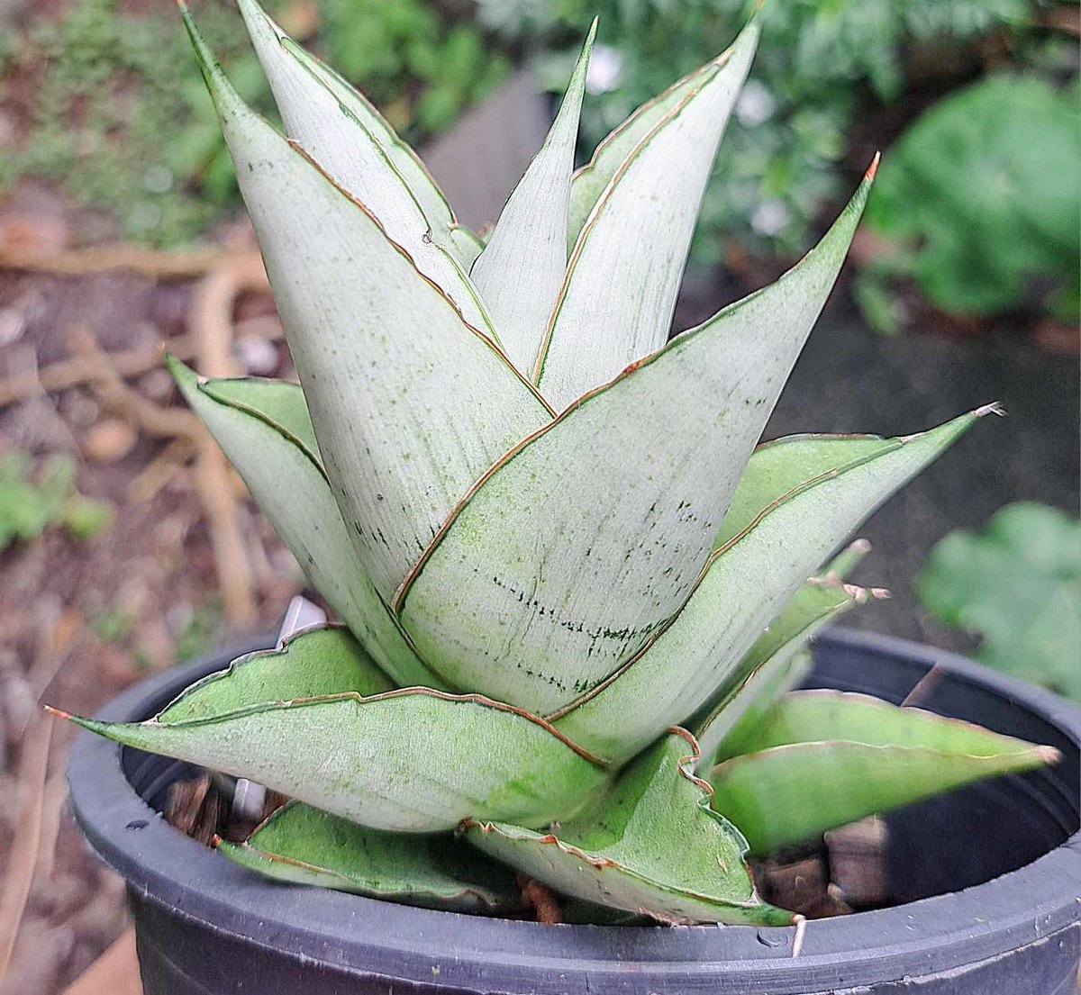 GP Sansevieria Bua Kao サンセベリア ブア カーオ ごりら PLANTS&COFFEE | ． Sansevieria Bua Kao サンセベリア
