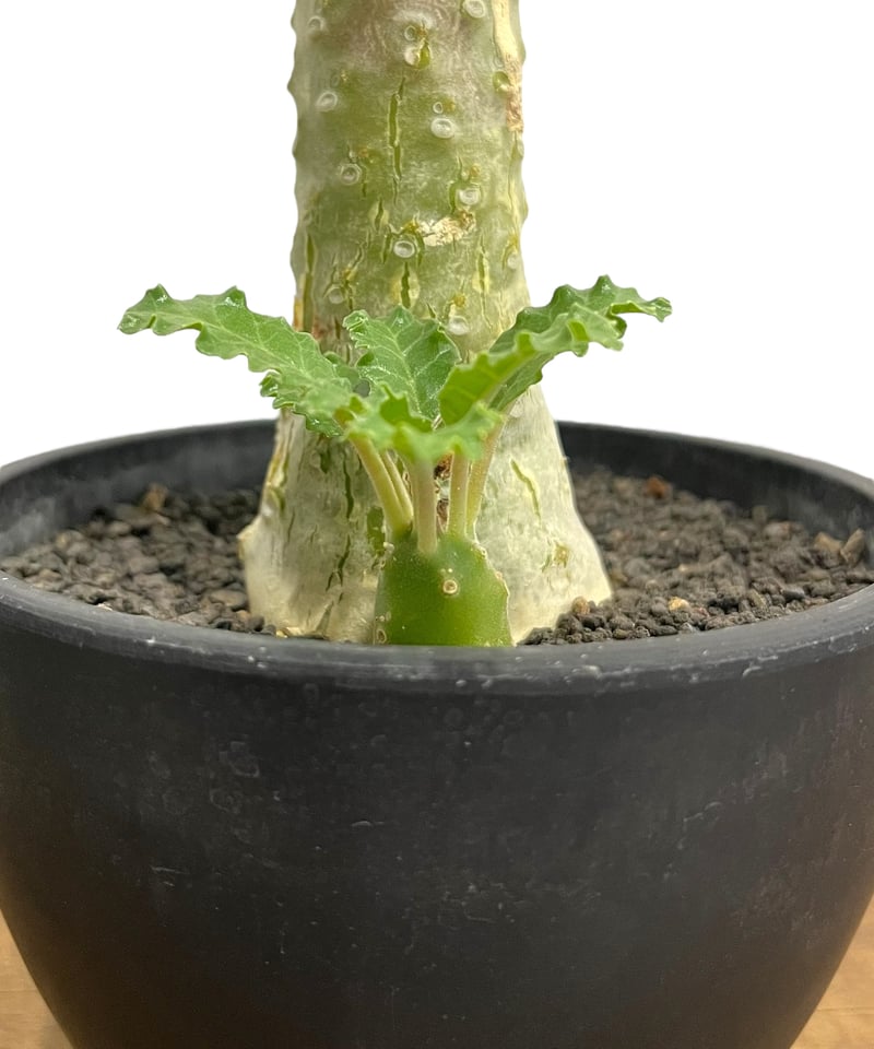 AAA　ドルステニア　ラブラニー ドルステニア ラブラニー 「Dorstenia lavrani 」52A | SHOUCHIKUEN