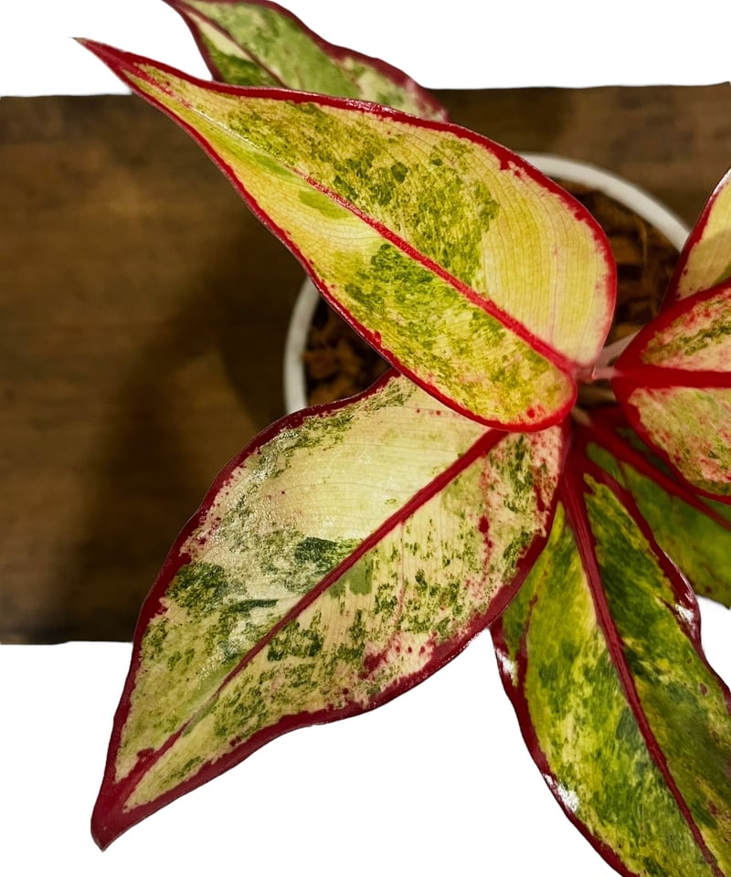 アグラオネマ サイアム オーロラ 斑入 「Aglaonema Siam Aurora Vari