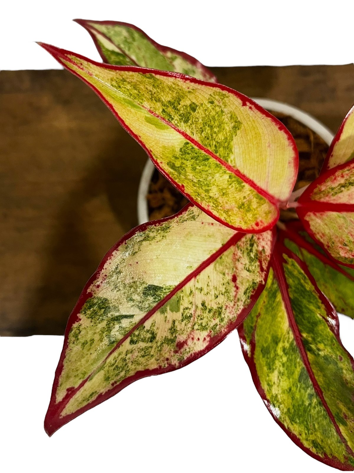 激レア　アグラオネマ　Aglaonema サイアムオーロラ アグラオネマ サイアムオーロラピンク | GREEN LUCK