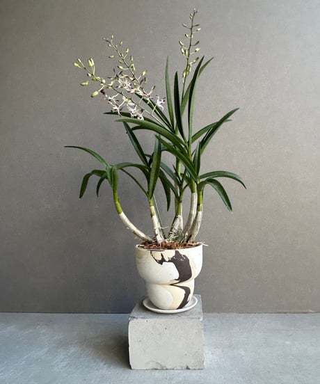 天然【黒竹（根付き）】❗ SHOUCHIKUEN