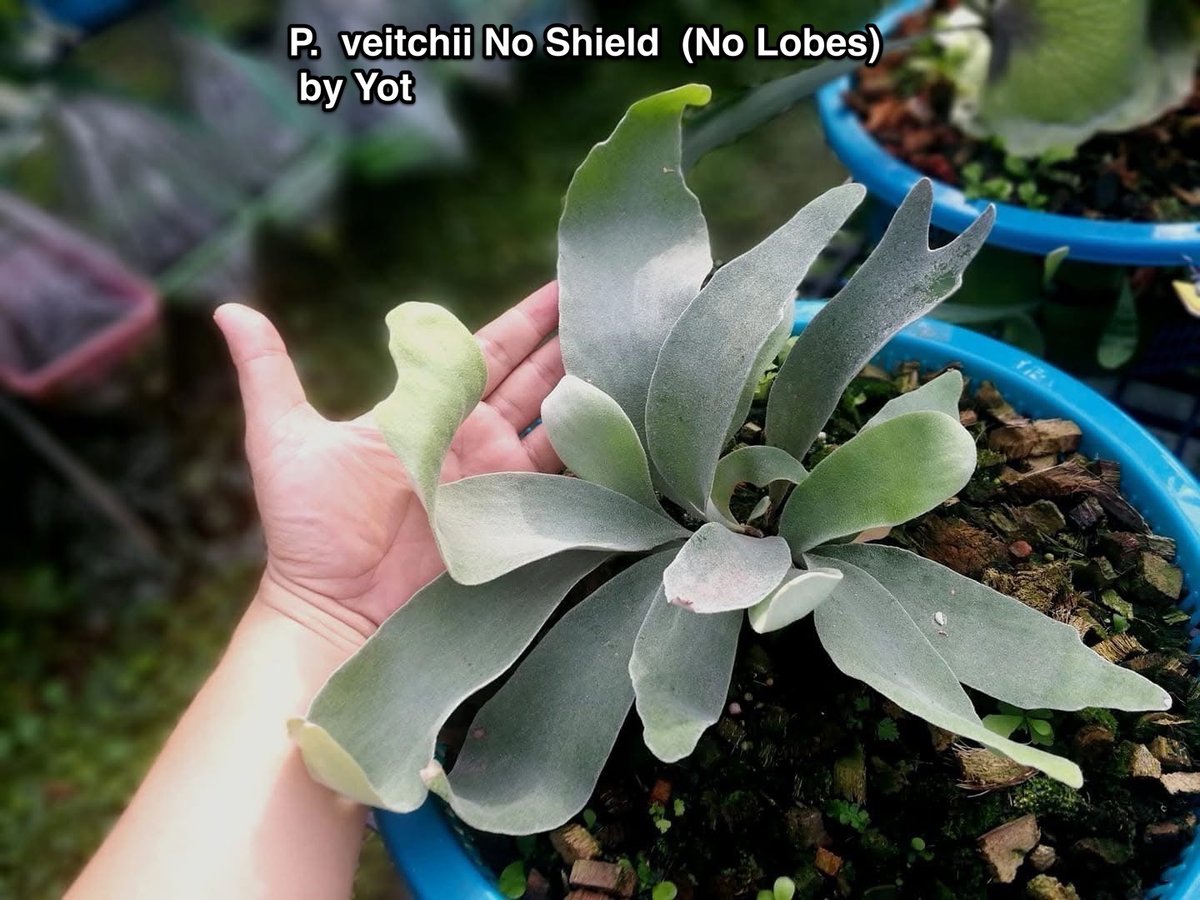 ビカクシダ ベイチー ノーシールド(ノーローブス) 子株「 Platycerium