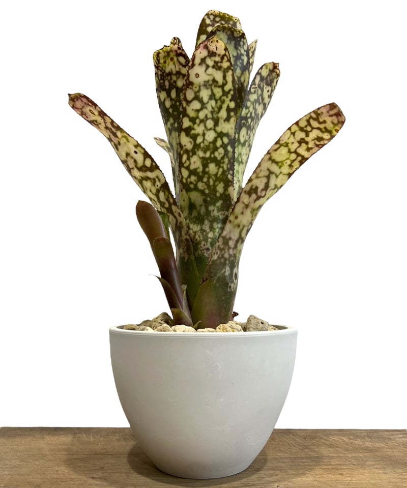 ビルベルギア コラン マジック 「Billbergia Kolan Magic 」48H |
