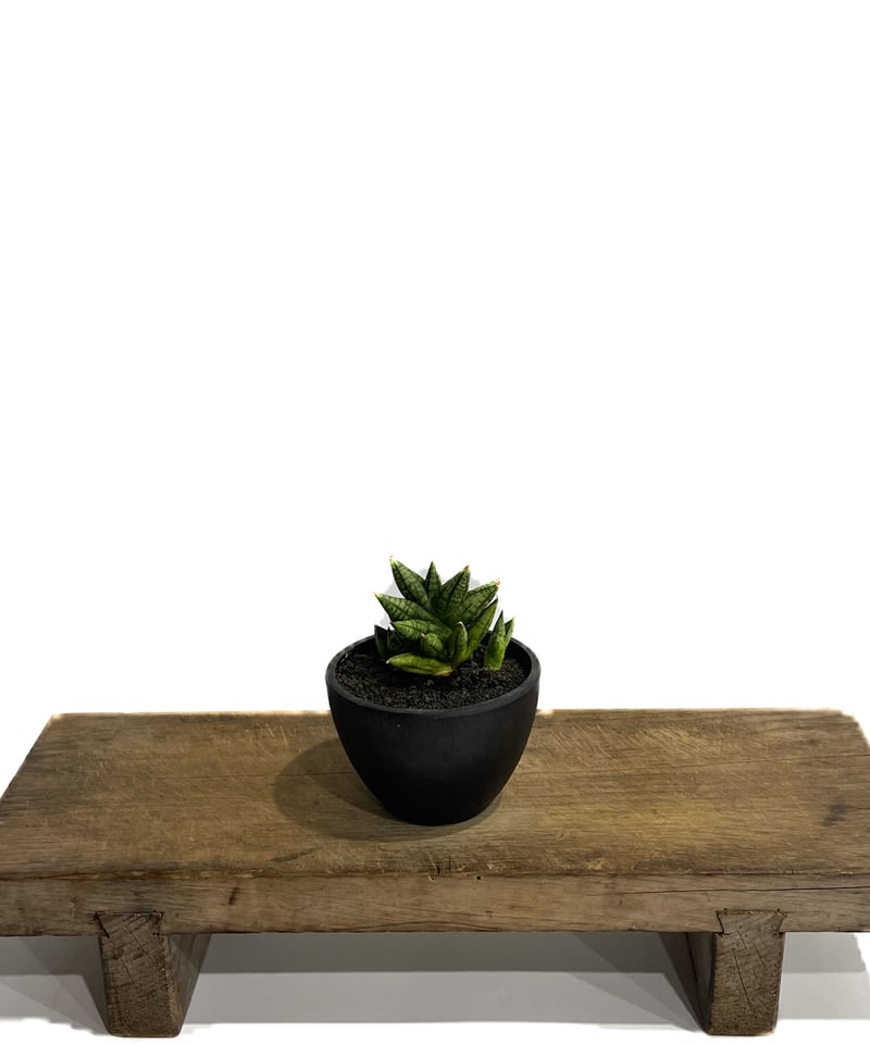 サンセベリア ミン マニー 「Sansevieria Ming Manee by Unyama