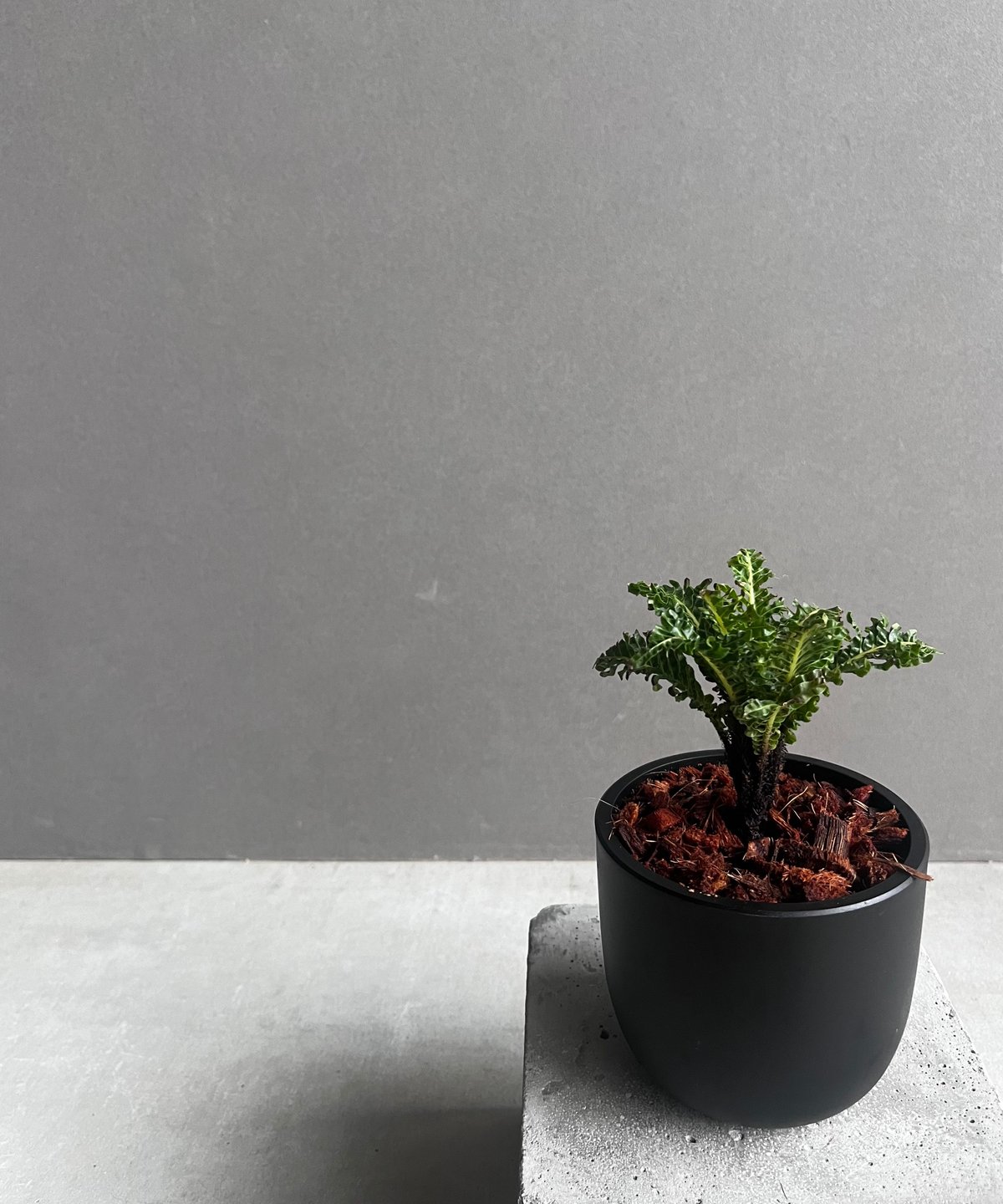 ブレクナム ギッバム ドワーフ 「Blechnum gibbum Dwarf 」90C | S