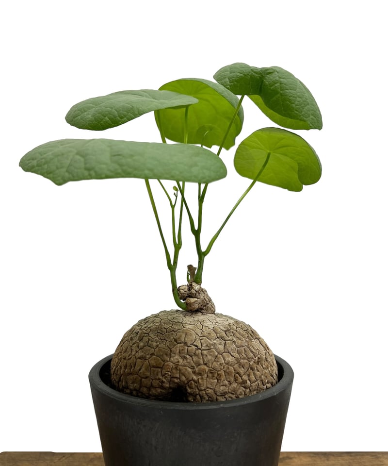 a44 ステファニア スベローサ 塊根植物 コーデックス Stephania