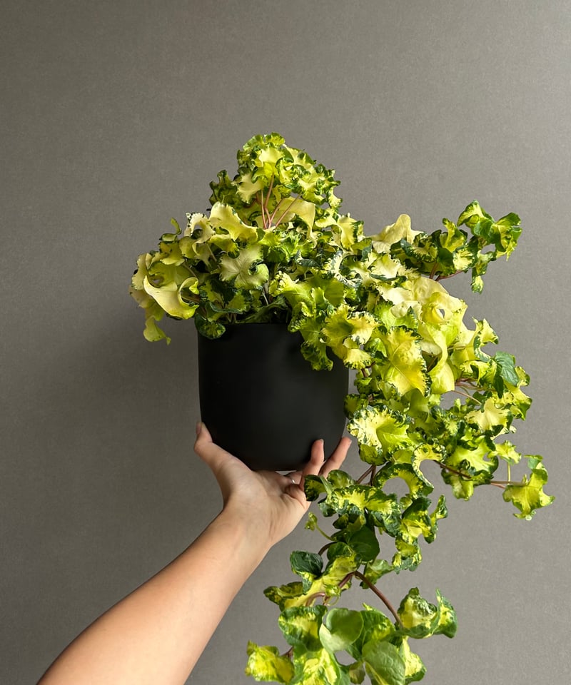 アイビー ヘデラ 'ムーンライト' 「Hedera helix 'Moonlight'」65L