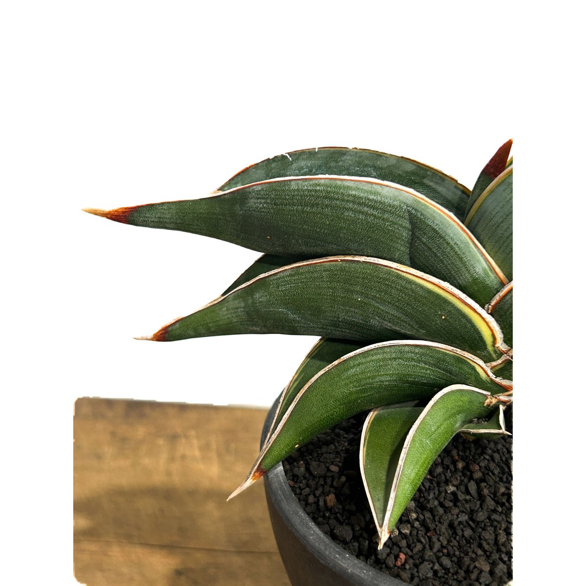 サンセベリア ロリダ 「Sansevieria rorida」7/26-84A | SHOU サンセベリア ロリダ 「Sansevieria rorida」7/26-84A | SHOU