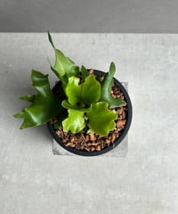 ボスウェリア サクラ (実生苗)「 Boswellia Sacra」4/12-279 | SH