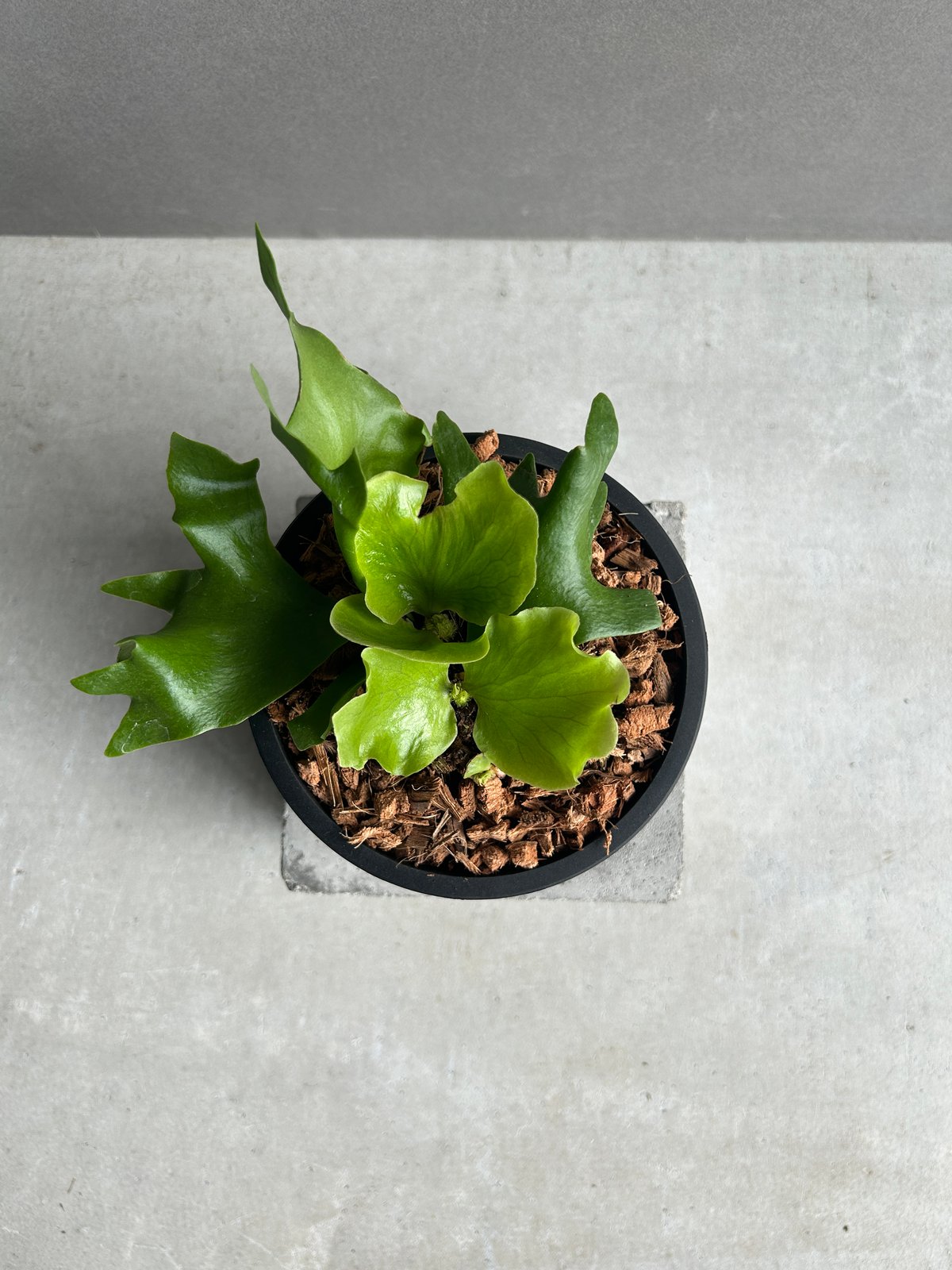 ビカクシダ バタフライ 「Platycerium Butterfly 」92I | SHOUC