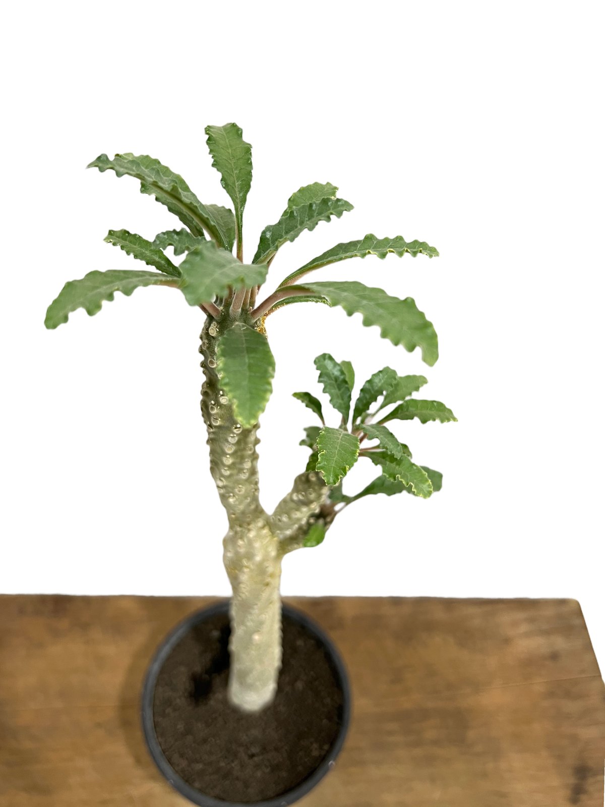 ドルステニア ラブラニー x ホルウッディ 「Dorstenia lavrani x