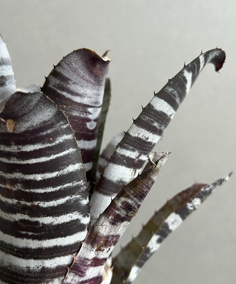 エクメア チャンティニー ブラック セレクト 「Aechmea chantinii Black