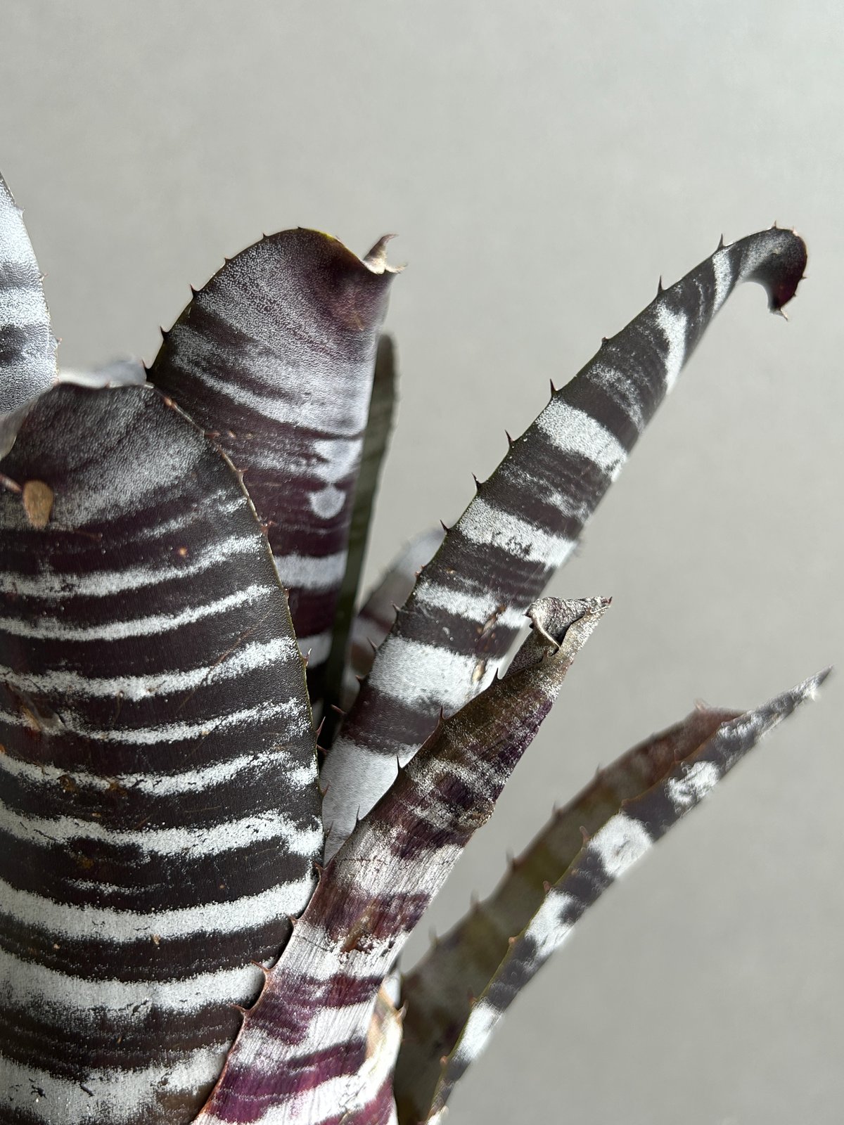 エクメア チャンティニー ブラック セレクト 「Aechmea