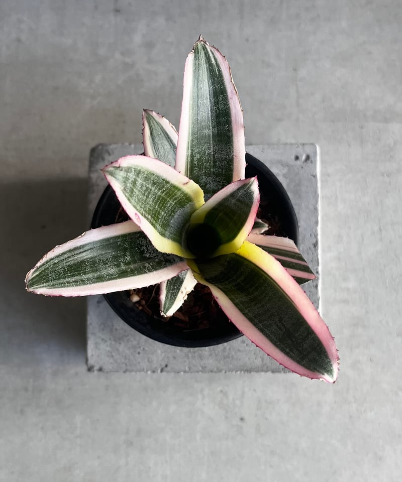 エクメア　オットー エクメア オットー「Aechmea Otto」2/8-58 | SHOUCHIKUEN