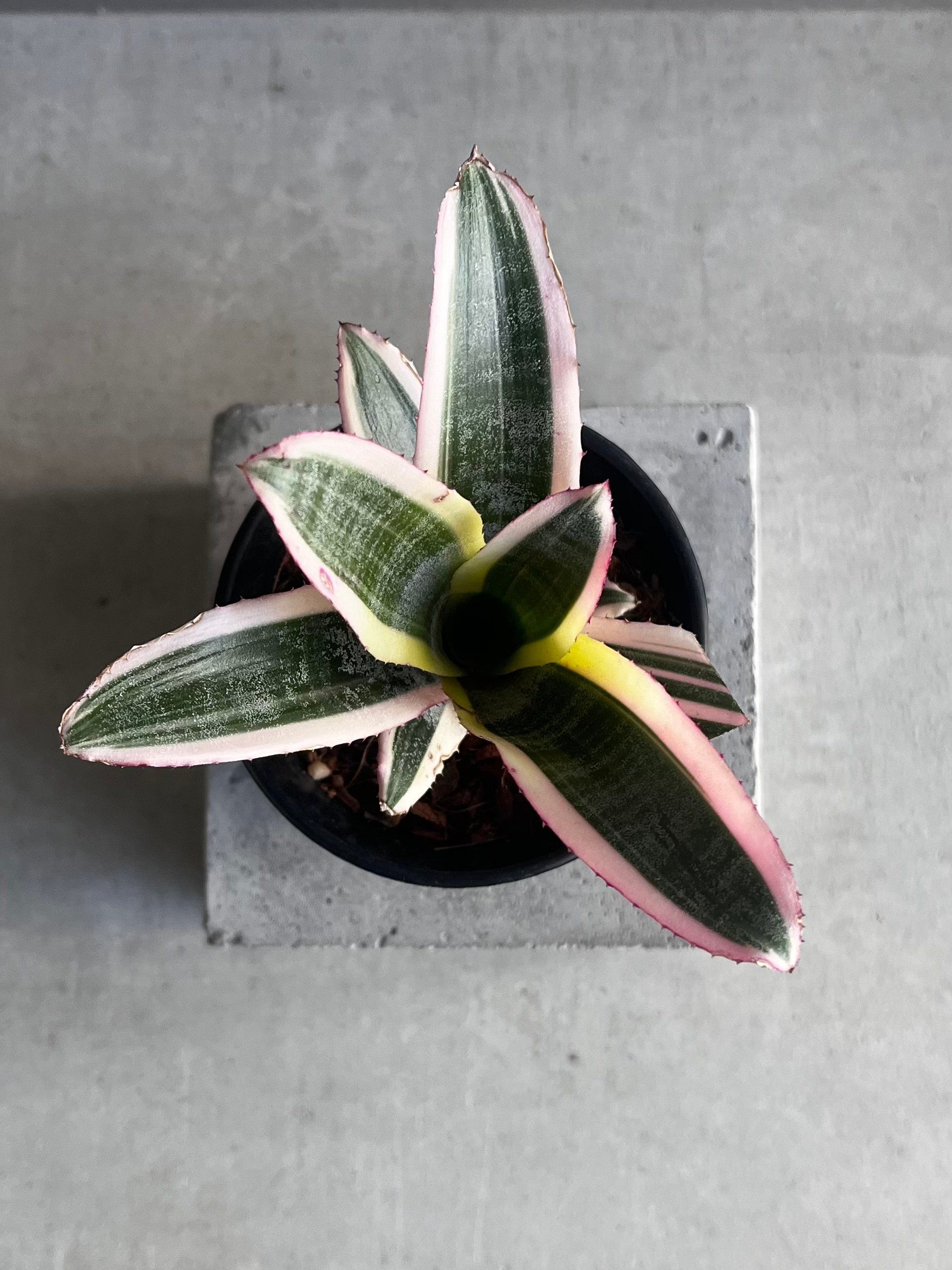 エクメア オットー 「Aechmea Otto」40A | SHOUCHIKUEN
