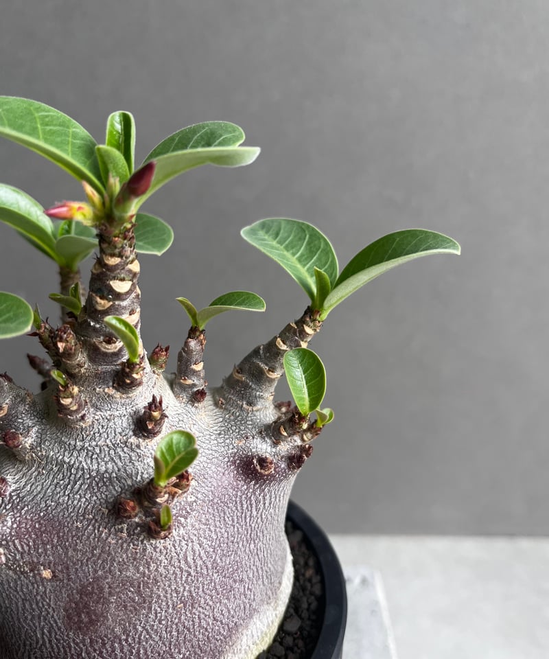 アデニウム アラビカム スーパー ドワーフ “ブラック” 「Adenium