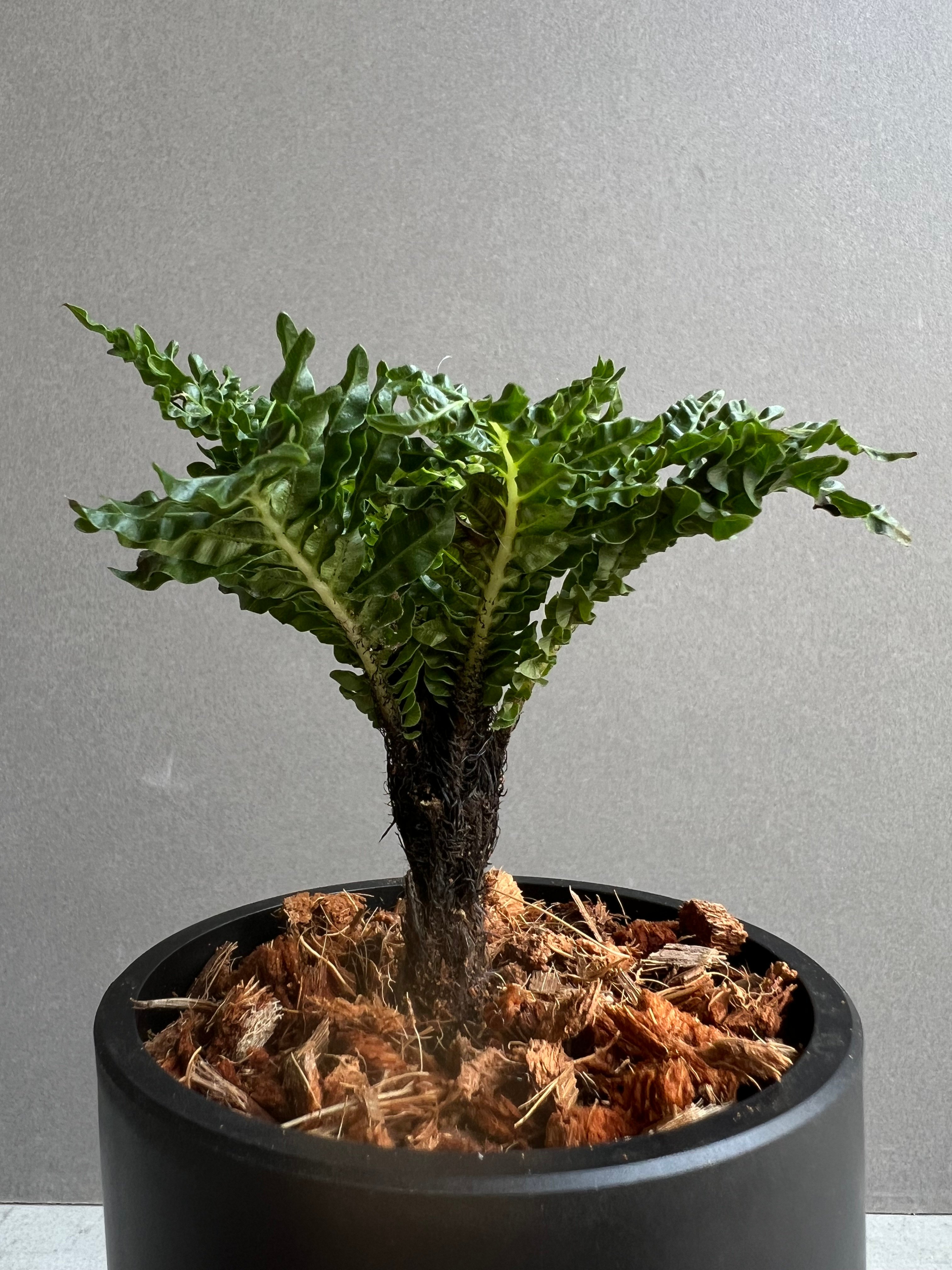 ブレクナム ギッバム ドワーフ 「Blechnum gibbum Dwarf 」76B | S