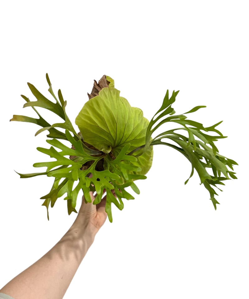 ビカクシダ キッチャクード 細葉 「Platycerium Mt. Kitshakood ビカクシダ キッチャクード 細葉 「Platycerium Mt. Kitshakood