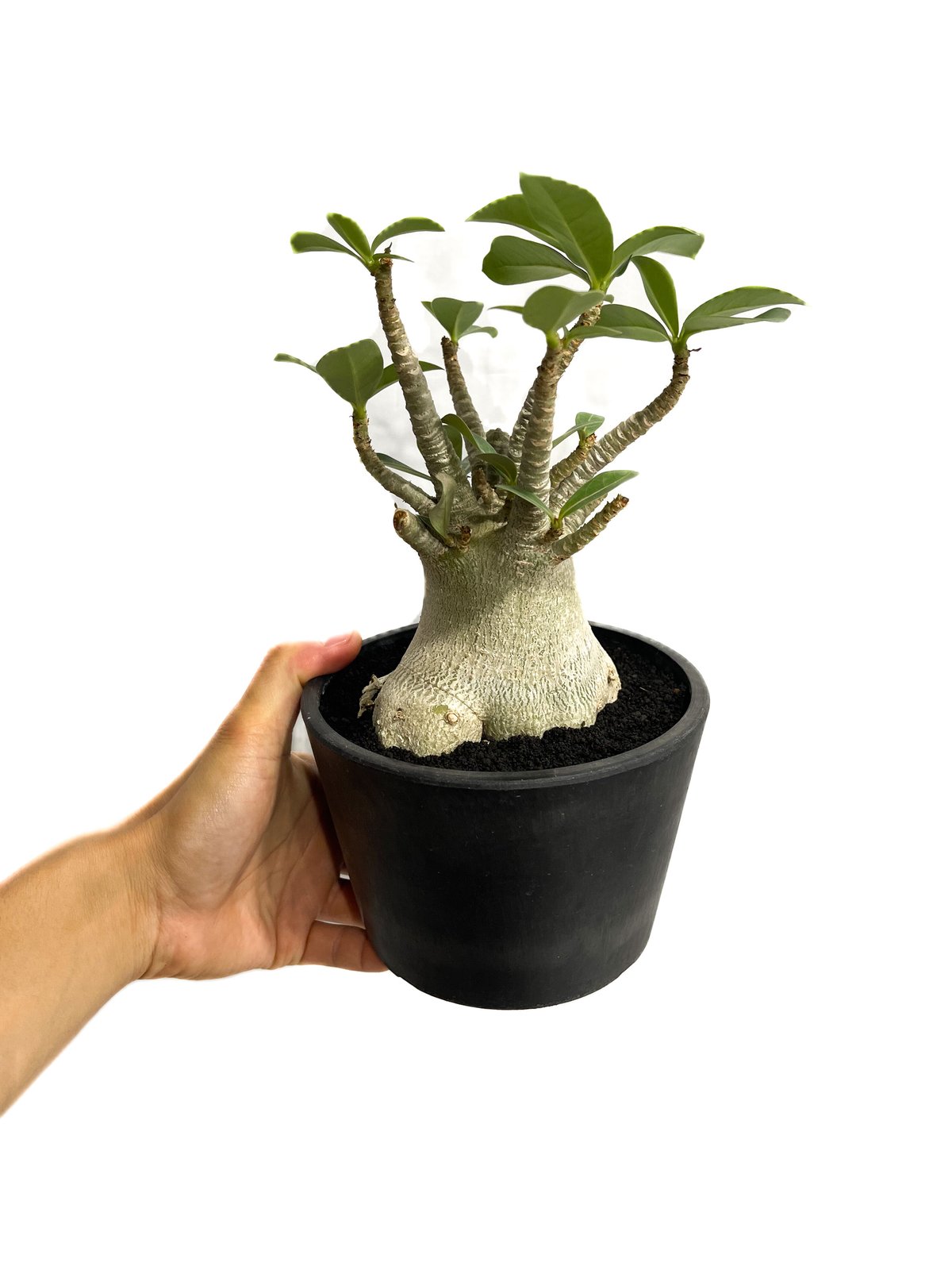 アデニウム アラビカム 「Adenium arabicum 」6/5-696 | SHOUCH