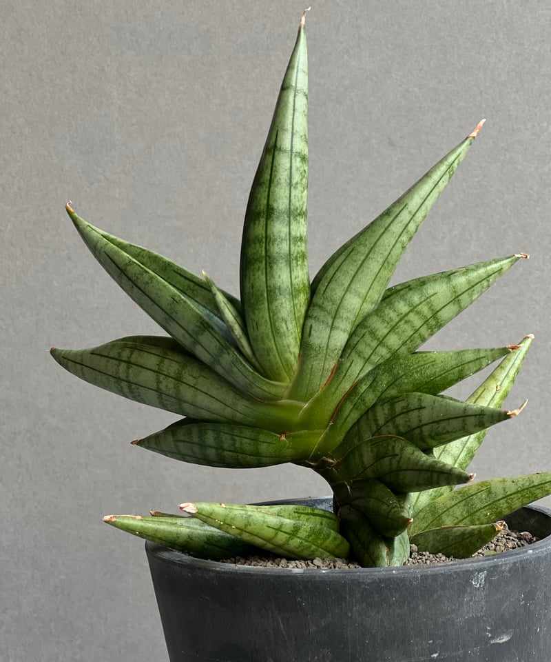 サンセベリア ヴィエナ「Sansevieria Vienna (by Unyamanee Ga