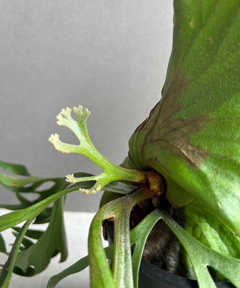 ビカクシダ キッチャクード細葉 「Platycerium kitshakood thin l