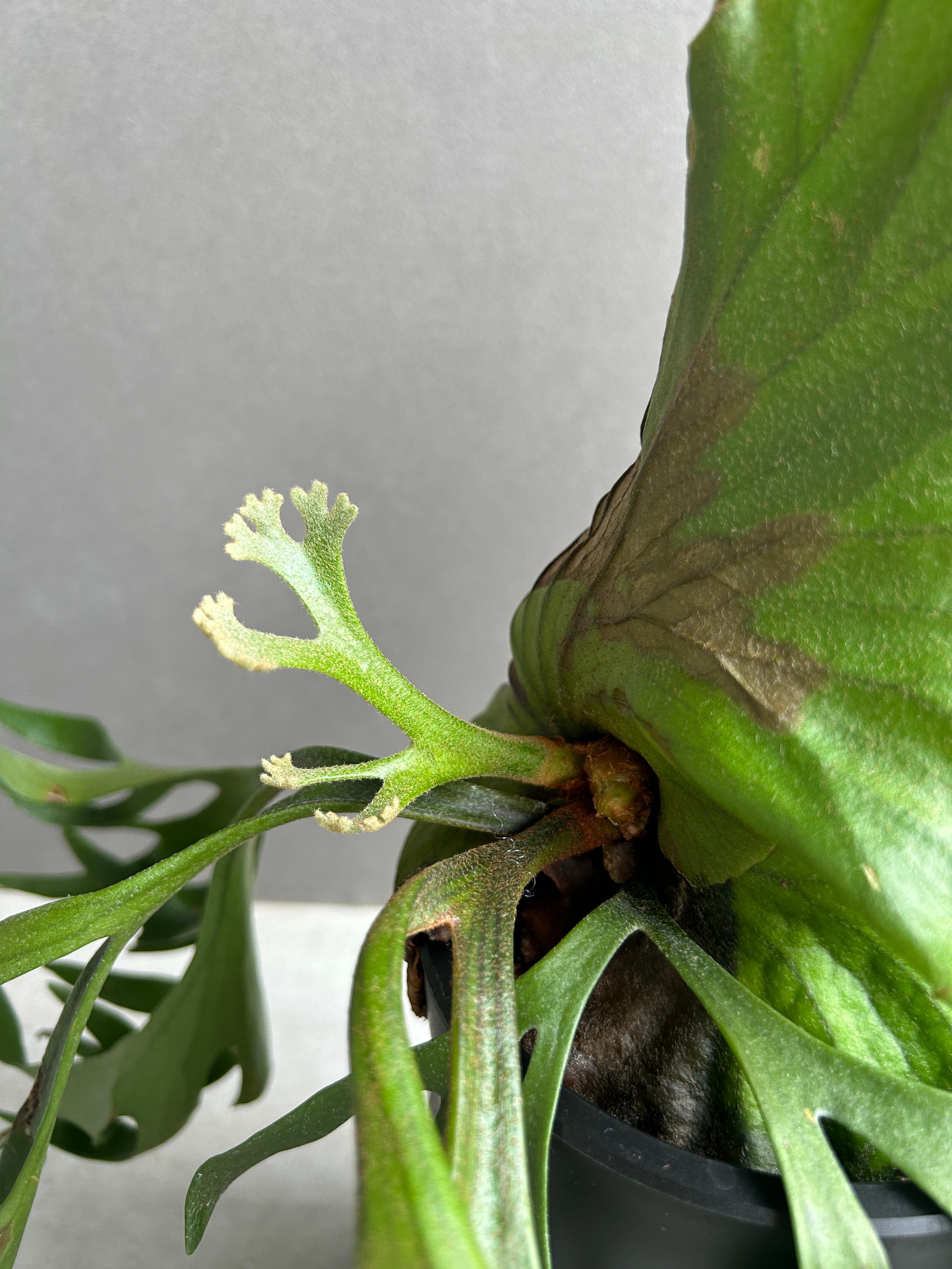 ビカクシダ キッチャクード細葉 「Platycerium kitshakood thin l
