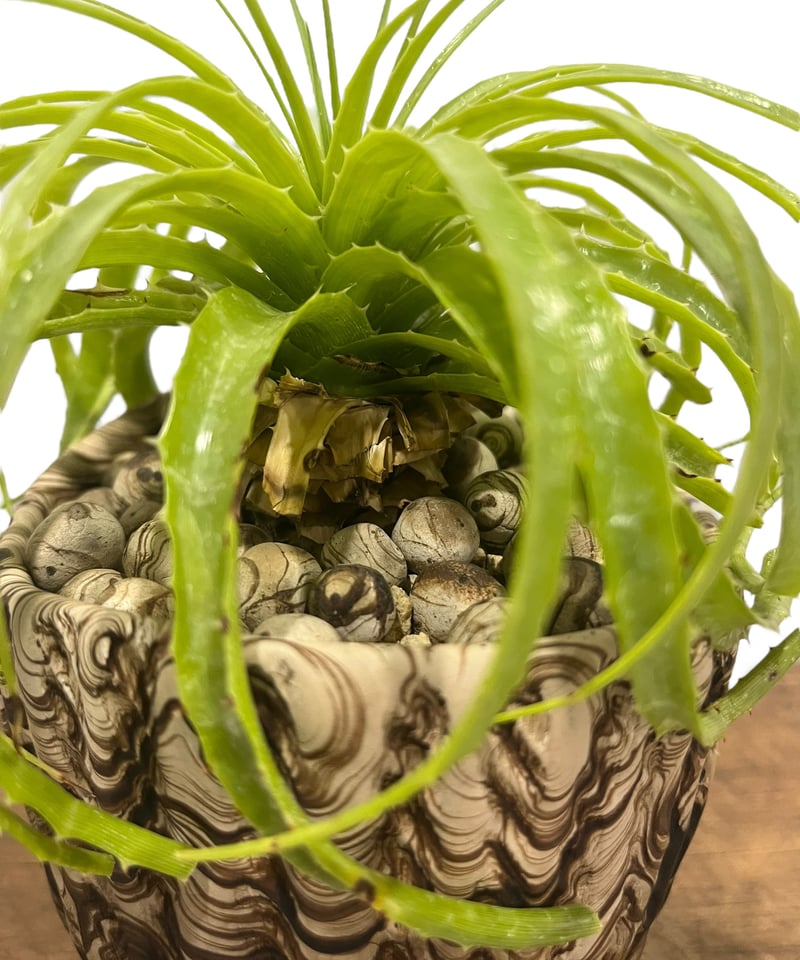 エンコリリウム ホリダム+ pmp 「Encholirium horridum 」10S |
