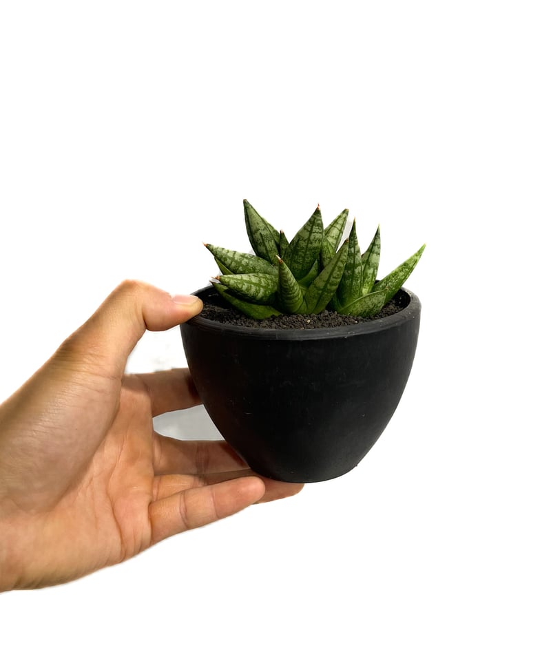 サンセベリア ミン マニー 「Sansevieria Ming Manee by Unyama
