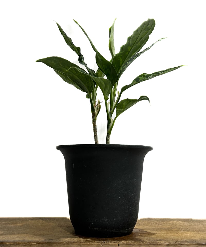 アグラオネマ ピクタム トリカラー「Aglaonema pictum tricolor アグラオネマ ピクタム トリカラー「Aglaonema pictum tricolor