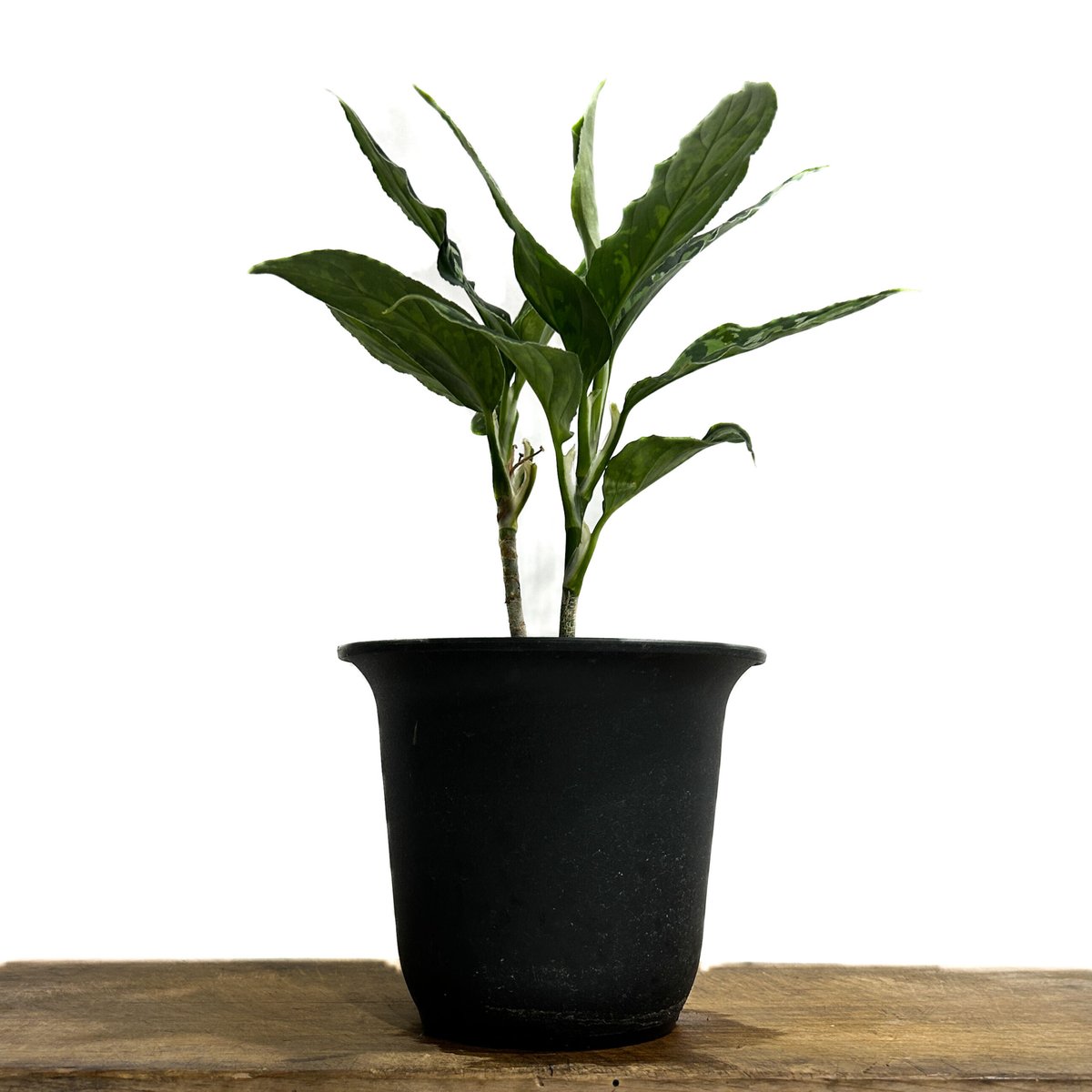 アグラオネマ ピクタム トリカラー「Aglaonema pictum tricolor」6/1