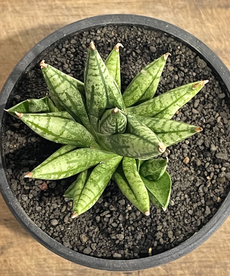 サンスベリア Sansevieria Mingmanee v B サンセベリア ミン マニー 「Sansevieria Ming Manee by Unyama
