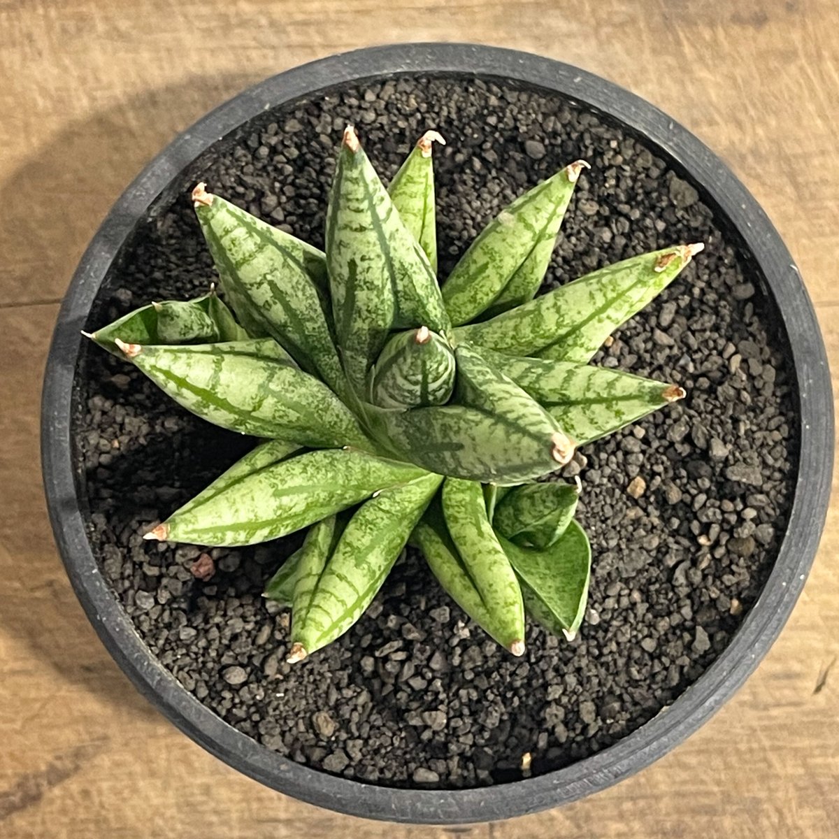 サンスベリア ミンマニー斑入Sansevieria Ming Manee Var fit=scale-down,w=1200
