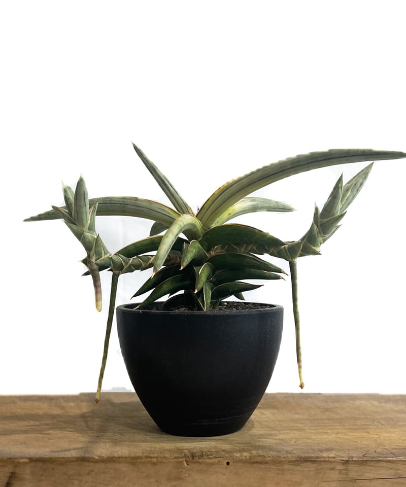 サンセベリア lav.1970 白斑入「Sansevieria lav. 1970 White