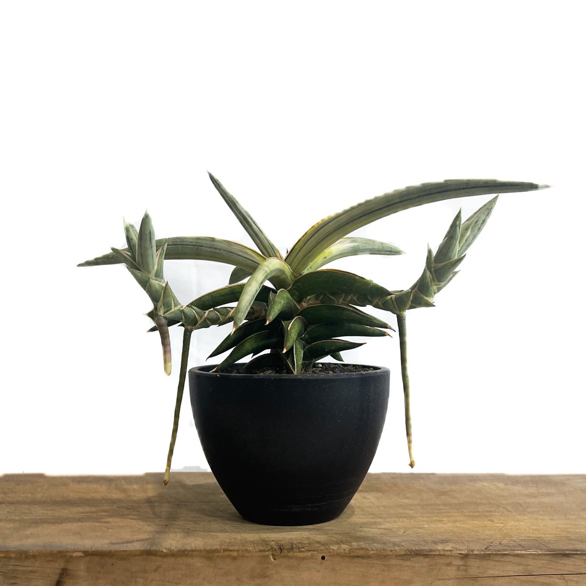 EMP サンセベリア Bai Fu Mai / SA394 Sansevieria Bai Fu Mai サンセベリア バイ フー マイ ボンセ