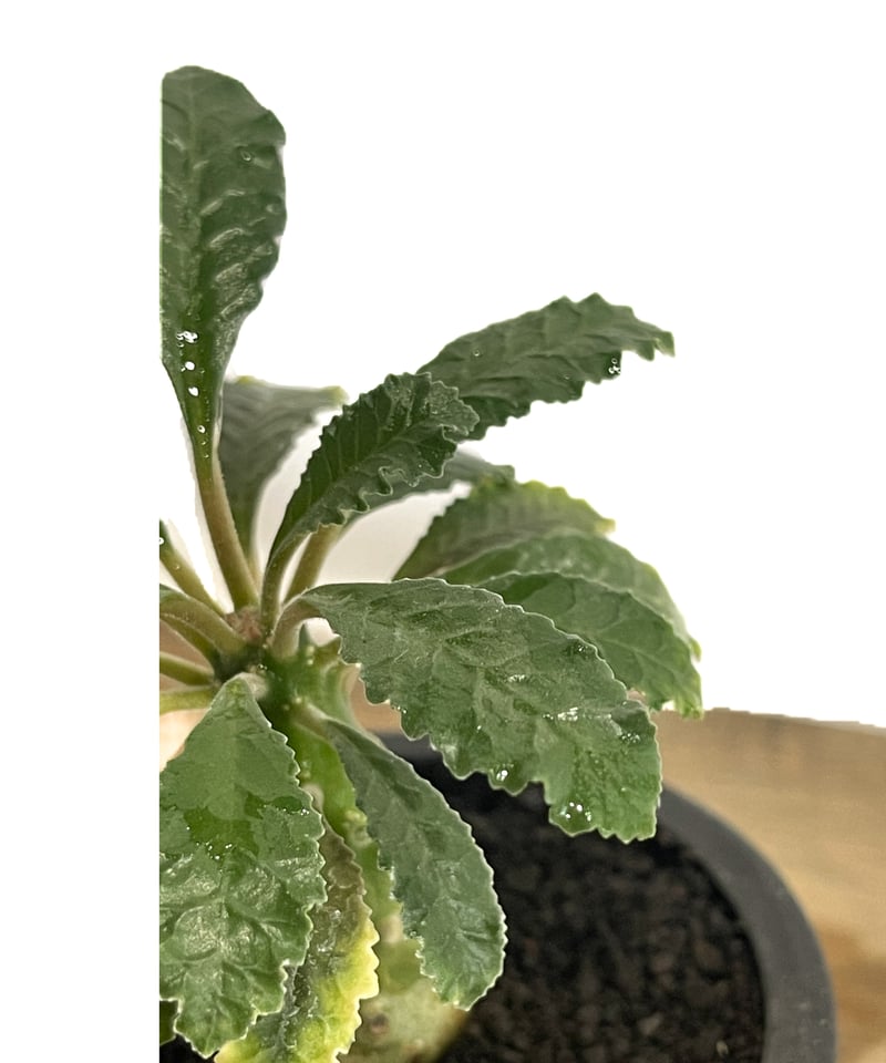 ドルステニアラブラニー群生株 か黒 