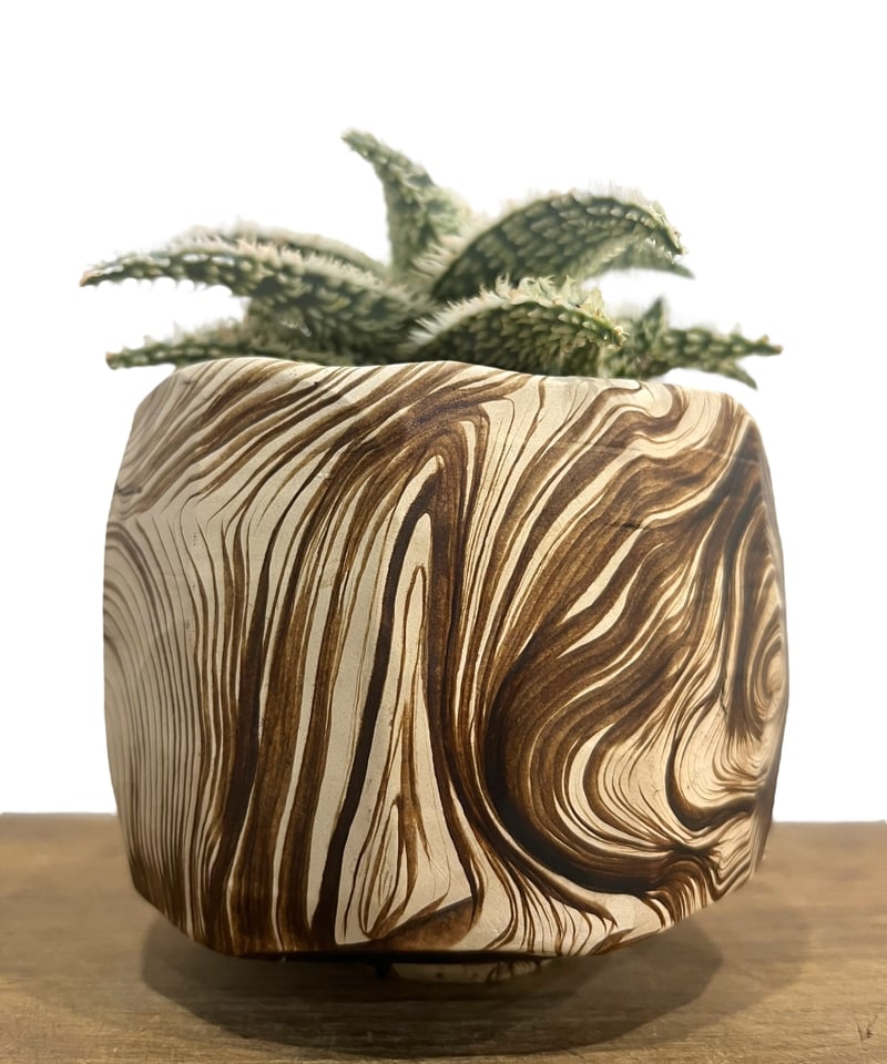 アロエ ハイブリッド “選抜個体” + plantsmonsters pot 「Aloe Hy アロエ ハイブリッド “選抜個体” + plantsmonsters pot 「Aloe Hy