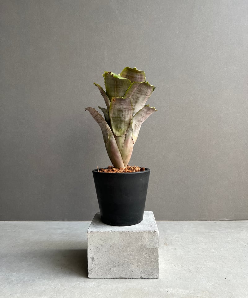 エクメア ファシアータ x フラボロゼア 「Aechmea fasciata x Aech.
