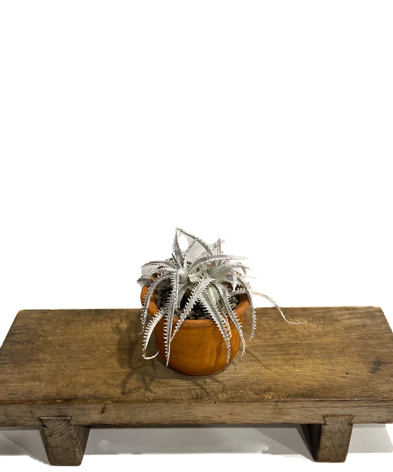 ディッキア ハイブリッド 「Dyckia Hybrid」18E-2 | SHOUCHIKUEN