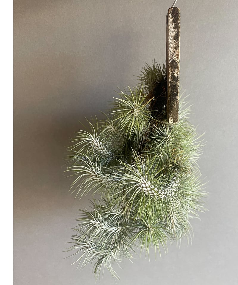 ティランジア フンキアナ レクルビフォリア クランプ「Tillandsia